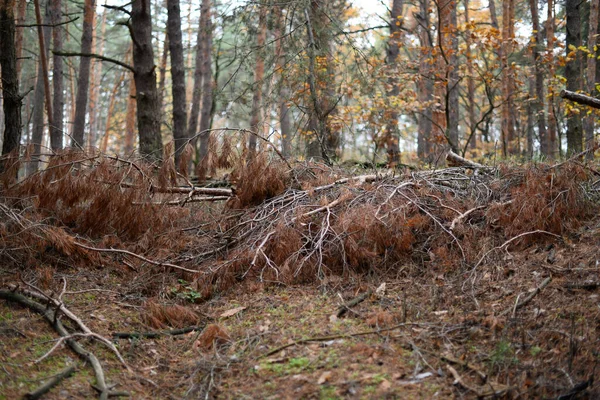 Omgevallen Boom Het Herfstbos — Stockfoto