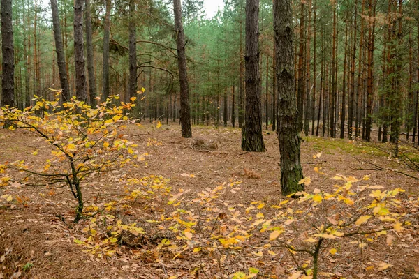 Herfst Het Bos — Stockfoto