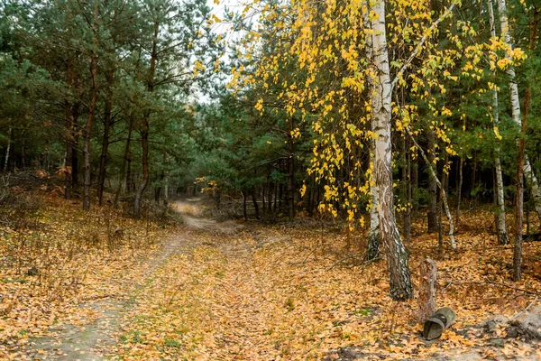 Herfstbomen Het Bos Park — Stockfoto
