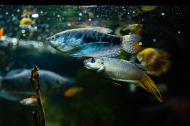 Akvaryum suyundaki renkli cichlid balığı