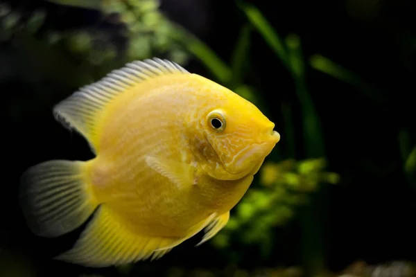 Peixe Amarelo Grande Cichlasoma Severum Amarelo Aquário — Fotografia de Stock