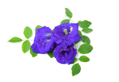 Beyaz arka planda kelebek bezelyesi çiçeği