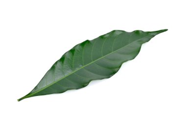 Beyaz arkaplanda yeşil yaprak izole edildi