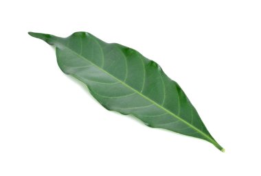 Beyaz arkaplanda yeşil yaprak izole edildi