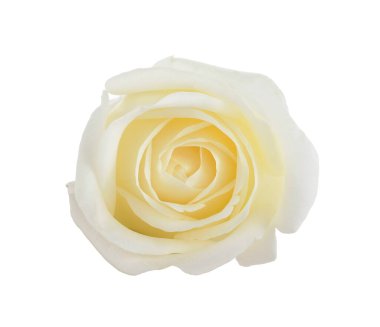 Beyaz arkaplanda izole edilmiş beyaz gül