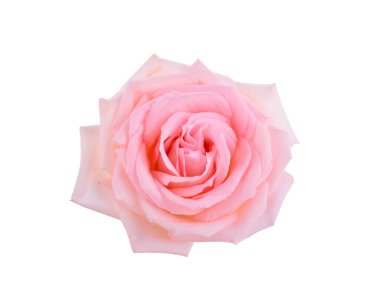 Pembe Gül beyaz arkaplanda izole edildi