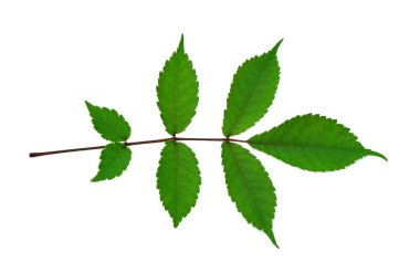 Beyaz arkaplanda yeşil yaprak izole edildi