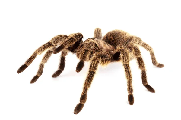 Chilean Rose Hair Tarantula Grammostola Rosea — Stok Foto