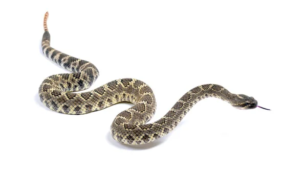 Güney Pasifik Çıngıraklı Yılanı (Crotalus Helleri).