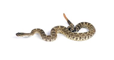 Güney Pasifik Çıngıraklı Yılanı (Crotalus Helleri).