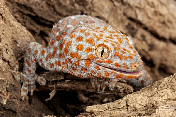 Tokay Gecko Gecko Gecko — Stock Photo, Image