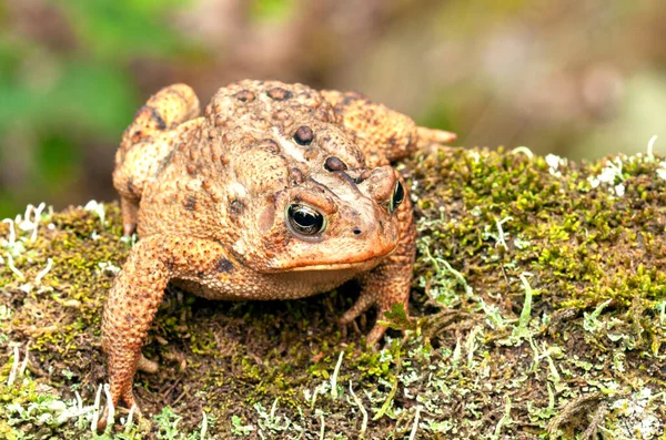 自然環境でのヒキガエル Bufo — ストック写真