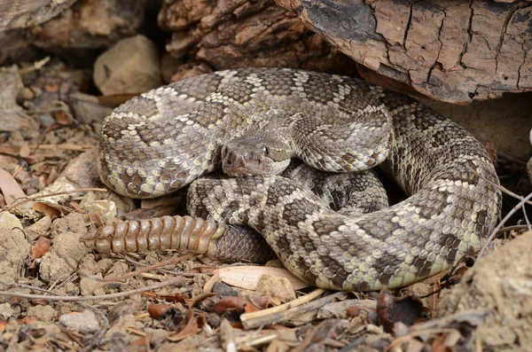Güney Pasifik Çıngıraklı Yılan (Crotalus viridis helleri).