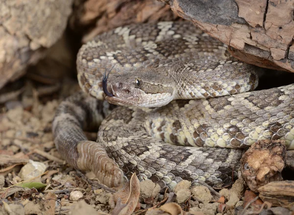 Serpiente de cascabel del Pacífico Sur (Crotalus viridis helleri). — Foto de Stock