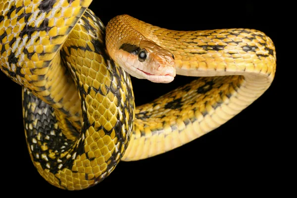 Cobra de beleza de Taiwan . — Fotografia de Stock