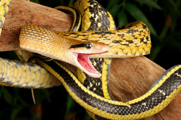 Taiwan Beauty Snake. — Stock Photo, Image