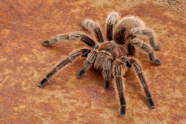 칠레 장미 머리 독 거미의 일종 — 스톡 사진