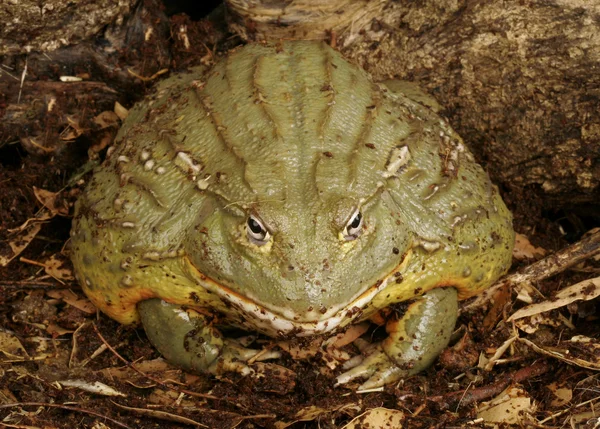 Chochlik żaba — Zdjęcie stockowe