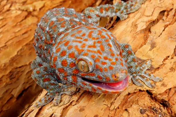 Tokay Gecko — Stock Photo, Image