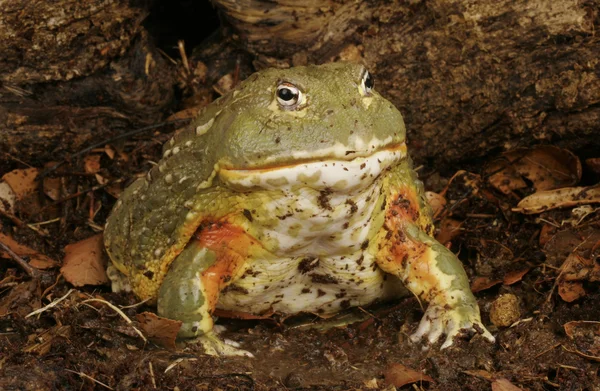 Pixie Frog — Stockfoto