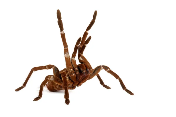 Goliath Bird Eater Tarantula — Stock Photo, Image