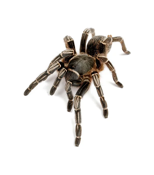 Zebra Tarantula on white background. — Stock Photo, Image