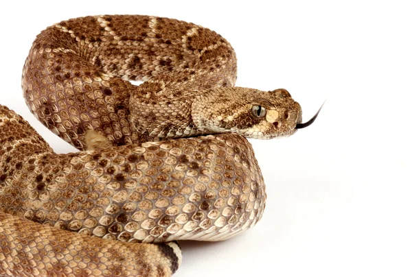 Western Diamondback Rattlesnake on white background. — Stock Photo, Image