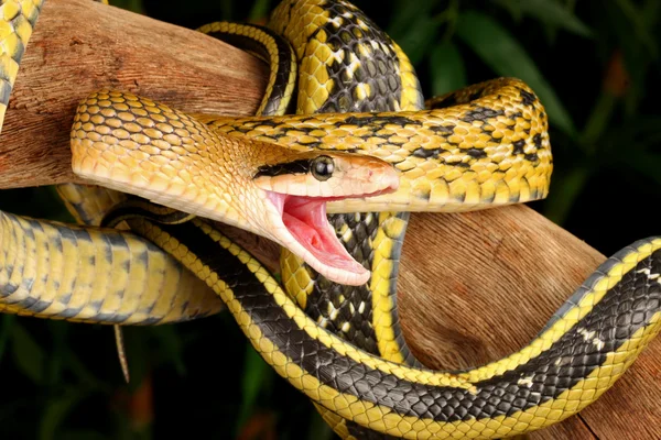 Serpiente de belleza Taiwán . Fotos de stock libres de derechos