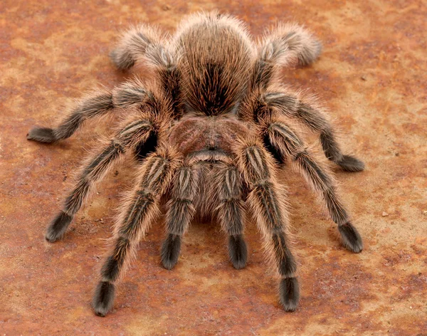 Şili gül saç tarantula — Stok fotoğraf