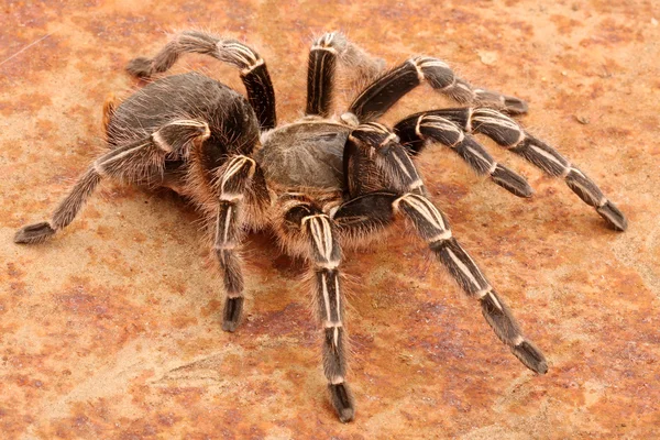 Χρυσή γόνατο tarantula Τσάκο — Φωτογραφία Αρχείου