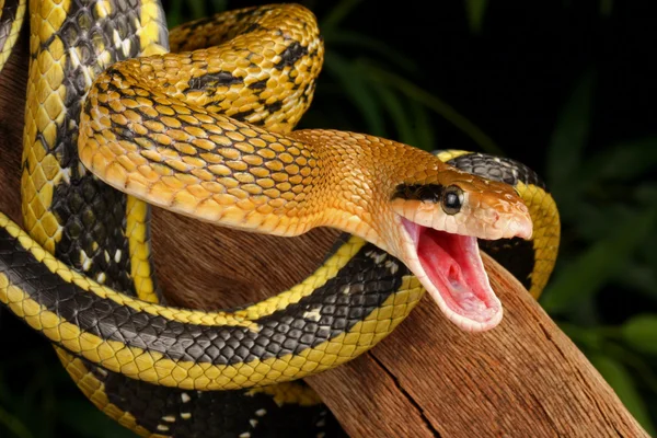 Cobra de beleza de Taiwan . — Fotografia de Stock