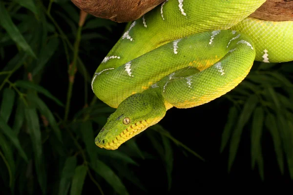 Emerald tree boa — Stockfoto