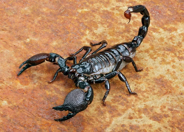 Kejsar scorpion Stockbild