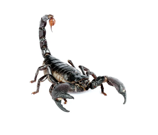 Cesarz Skorpion — Zdjęcie stockowe