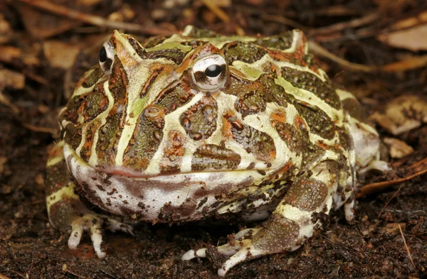 Rana cornuta argentina . — Foto Stock