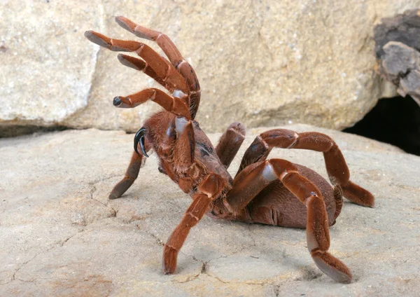 kral babun tarantula