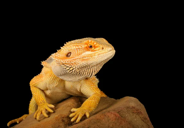 Bearded Dragon — Stock Photo, Image