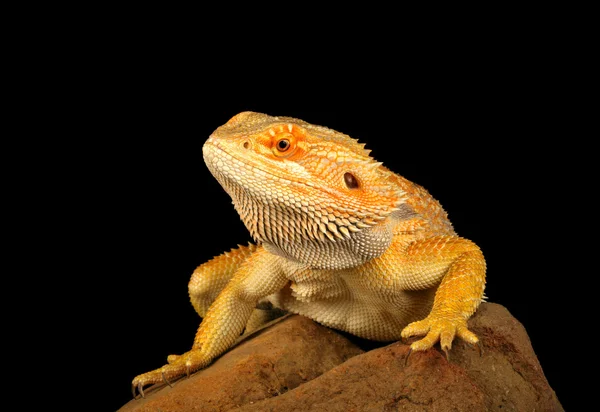 Bearded Dragon — Stock Photo, Image