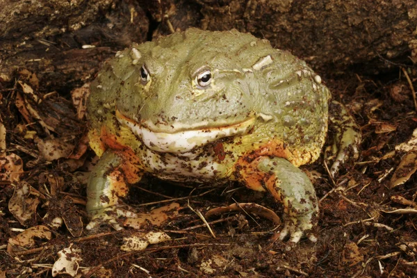 Pixie Frog — Stock Photo, Image