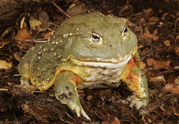 Pixie Frog — Stockfoto