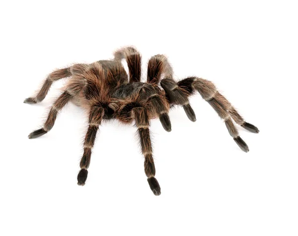 Brazylijski czerwony tarantula — Zdjęcie stockowe