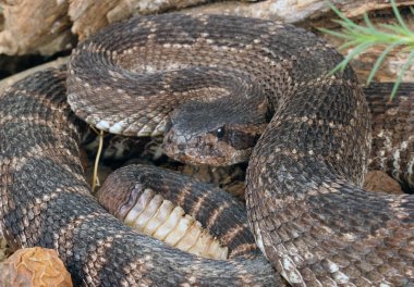 Güney Pasifik Çıngıraklı Yılan (Crotalus viridis helleri).