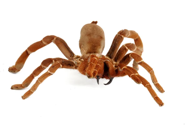 King Baboon Tarantula — Stock Photo, Image