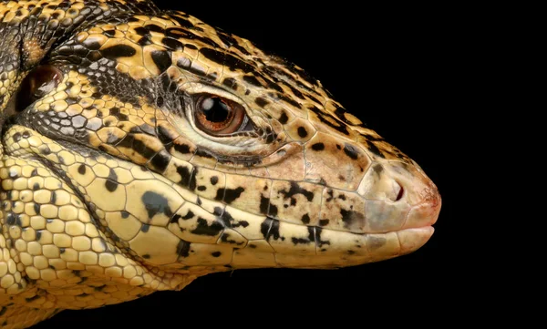 Golden Tegu. — Stock Photo, Image