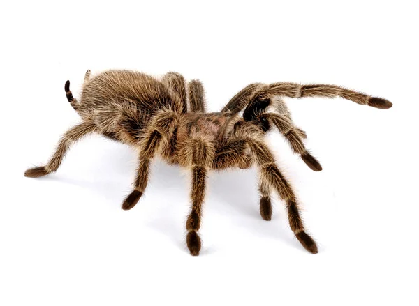 Chilei Rózsa haj tarantula — Stock Fotó