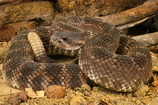 Serpiente de cascabel del Pacífico Sur Imagen de stock