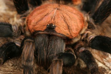 Kosta Rika kaplan sağrısı tarantula