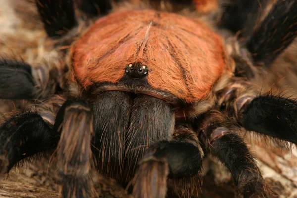 Kosta Rika kaplan sağrısı tarantula