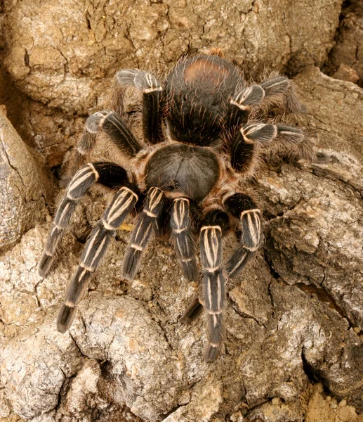 İskelet Tarantula — Stok fotoğraf