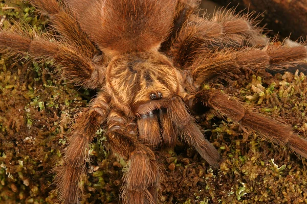 Caribbean Golden Grey Tarantula — Stock Photo, Image